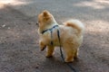 Pomeranian mini boy color orange with a leash side view raised his front paw