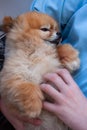 A Pomeranian mini Pomeranian is held in his arms and scratched his tummy on a white background