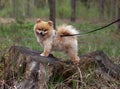 Pomeranian mini teddy bear red color stands on a stump in the forest sideways dog on a leash