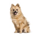 Pomeranian , 7months, sitting against white background Royalty Free Stock Photo