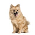 Pomeranian , 7months, sitting against white background Royalty Free Stock Photo