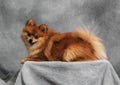 Pomeranian on a platform