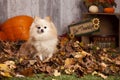 Pomeranian Playing in the Leaves