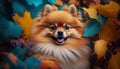 Pomeranian pup peeks through a sea of colorful autumn leaves