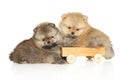 Pomeranian puppies lie near a wooden toy Royalty Free Stock Photo