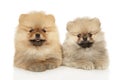 Pomeranian puppies lie on a white background Royalty Free Stock Photo
