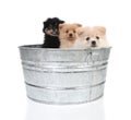 Pomeranian Puppies in an Old Washtub Royalty Free Stock Photo