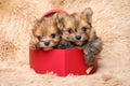 Pomeranian puppies in a red heart-shaped gift box Royalty Free Stock Photo