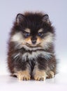 Pomeranian puppy Royalty Free Stock Photo