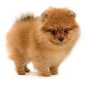 Pomeranian puppy Royalty Free Stock Photo