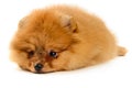 Pomeranian puppy