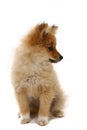 Pomeranian Puppy Royalty Free Stock Photo