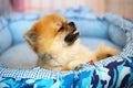 Pomeranian puppy in the bed.