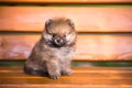 Pomeranian puppy on a bench Royalty Free Stock Photo