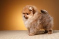 Pomeranian puppy on a colored background