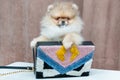 Pomeranian puppy dog in bag Royalty Free Stock Photo