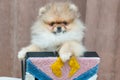 Pomeranian puppy dog in bag