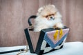 Pomeranian puppy dog in bag