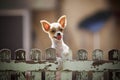 Pomeranian puppy dog climbing old wood fence use for animals and Royalty Free Stock Photo