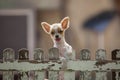 Pomeranian puppy dog climbing old wood fence use for animals and Royalty Free Stock Photo