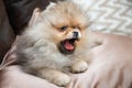 Pomeranian puppy dog Royalty Free Stock Photo