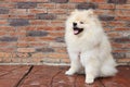 Pomeranian puppy dog Royalty Free Stock Photo