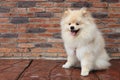 Pomeranian puppy dog Royalty Free Stock Photo