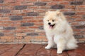 Pomeranian puppy dog Royalty Free Stock Photo