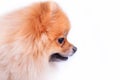 Pomeranian puppy dog Royalty Free Stock Photo