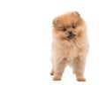 Pomeranian puppy / dog