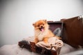 Pomeranian puppy dog in the suitcase. isolated. dog traveler. Royalty Free Stock Photo