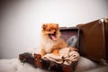 Pomeranian puppy dog in the suitcase. isolated. dog traveler. Royalty Free Stock Photo