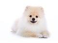 Pomeranian puppy dog on white background Royalty Free Stock Photo
