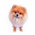 Pomeranian puppy dog on white background Royalty Free Stock Photo