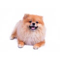 Pomeranian puppy dog on white background Royalty Free Stock Photo