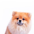 Pomeranian puppy dog on white background Royalty Free Stock Photo