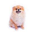 Pomeranian puppy dog on white background Royalty Free Stock Photo