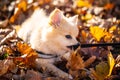 Pomeranian puppy in the foliage, sweet dog