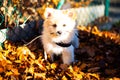 Pomeranian puppy in the foliage, sweet dog