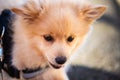 Pomeranian puppy in the foliage, sweet dog