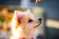 Pomeranian puppy in the foliage, sweet dog