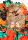 Pomeranian puppy in a huge orange basket