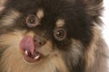 Pomeranian puppy licking lips Royalty Free Stock Photo