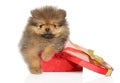 Pomeranian puppy lies on red heart-shaped gift box Royalty Free Stock Photo