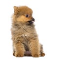 Pomeranian Puppy, 2 months old, sitting