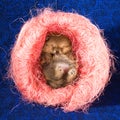 Pomeranian puppy in pink decorative nest