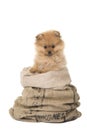 Pomeranian puppy presend Royalty Free Stock Photo