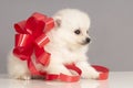 Pomeranian puppy present. Royalty Free Stock Photo