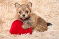 Pomeranian puppy with a red soft heart-shaped pillow