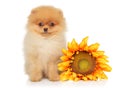 Pomeranian puppy sits near a huge sunflower Royalty Free Stock Photo